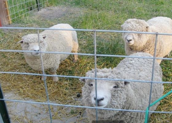 농업과 축산업에서 뜨거운 침지된 직류 전기로 자극된 용접철망