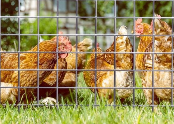 동물용 격용용용으로 50m 롤 길이와 0.5m 너비의 전기 가연 용접 철망